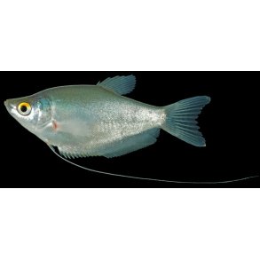 Trichopodus microlepis - M�neskinsgurami