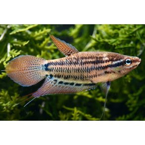 Trichopsis vittata Knurrende gurami
