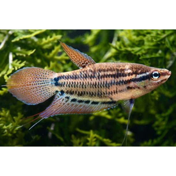 Trichopsis vittata Knurrende gurami