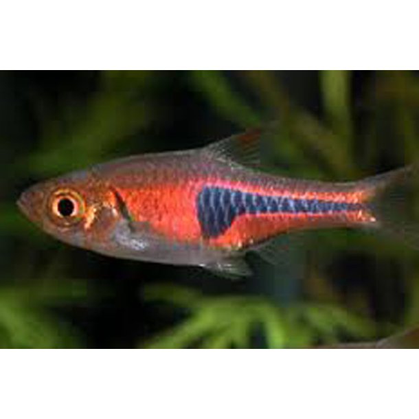 Trigonostigma espei Lambchop rasbora