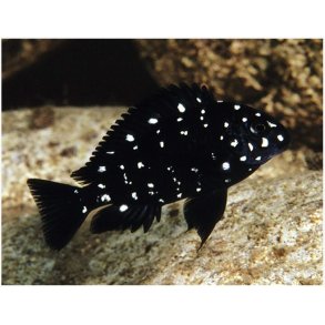 Tropheus duboisi Maswa Unger