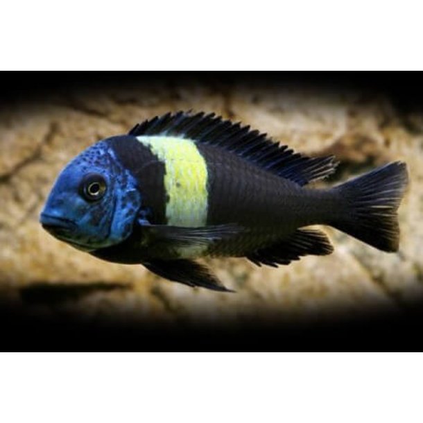 Tropheus duboisi Maswa Voksne 1,2 eller 5,10