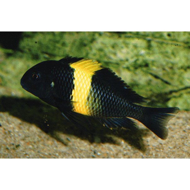 Tropheus sp. black Kiriza