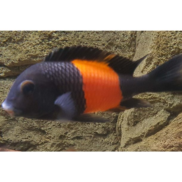 Tropheus sp. black pemba (bemba)