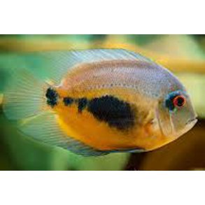 Uaru amphiacanthoides Kileplet cichlide