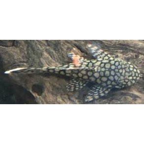 Ancistrus sugemalle Warbenmuster