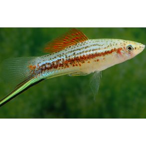 Xiphophorus hellerii Yucatan 2. Parpris