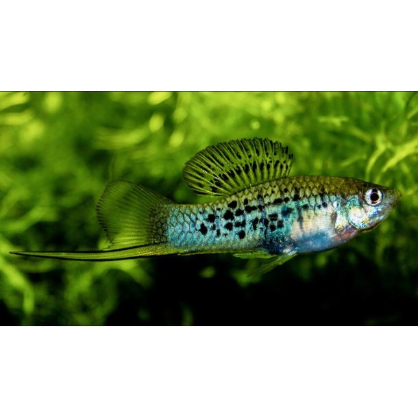  Xiphophorus nezahualcoyotl Bjerg svrdrage Parpris