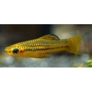 Xiphophorus pygmaeus Dvrg svrdrage Parpris