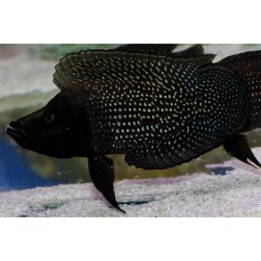 Altolamprologus calvus black