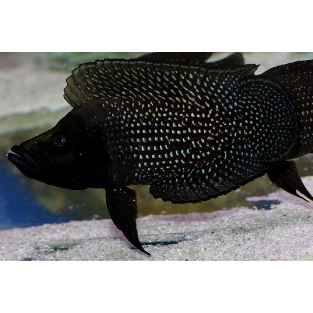 Altolamprologus calvus black