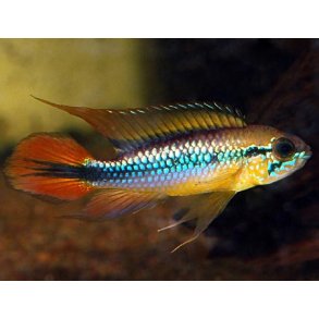 Apistogramma agassizii - Parpris