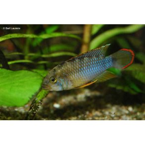 Apistogramma nijsseni. Parpris