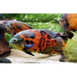 Astronotus ocellatus Tiger Oscar