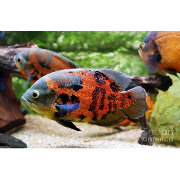 Astronotus ocellatus Tiger Oscar