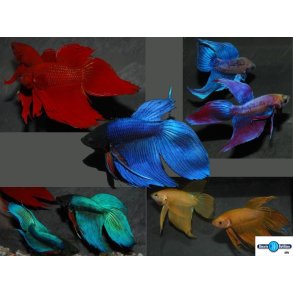 Betta splendens ass. han pris fra.