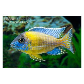 Aulonocare stuartgranti 