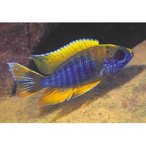 Aulonocare jacobfreibergi 