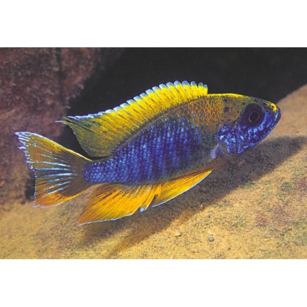 Aulonocare jacobfreibergi "Mamelela" Parpris