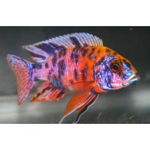 Aulonocare OB 8-10 cm. Parpris