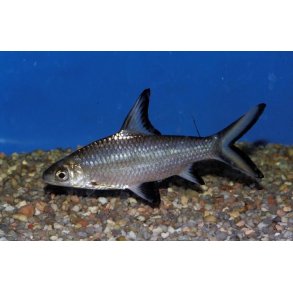 Balantiocheilos melanopterus - Balihaj