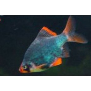 Barbus tetrazona - Fosfor barbe.