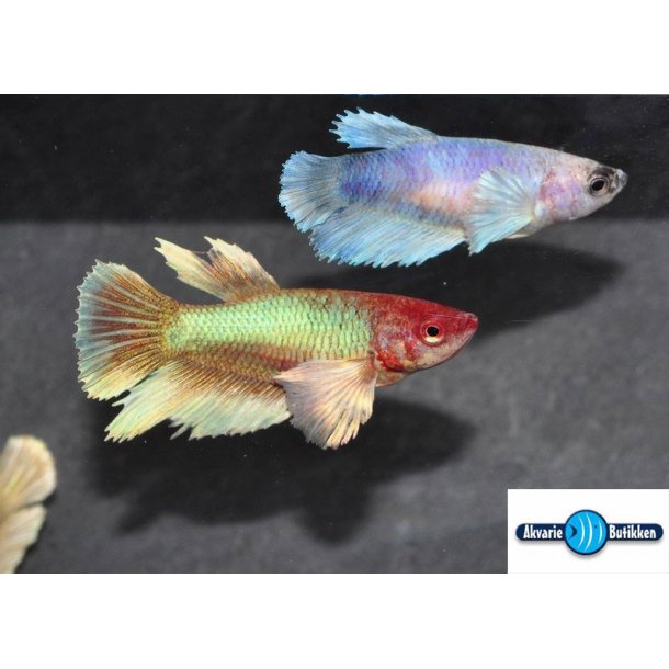Betta Koi dumbo ears. Hun