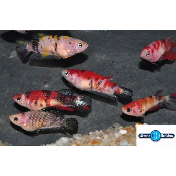 Betta plakat candy nemo Hun