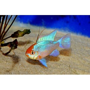 Mikrogeophagus ramirezi. Electric blue Sommerfugle cichlide par