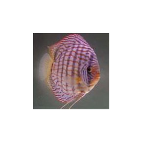 Symphysodon spec. Discusfisk Briliant turkis 10 cm.