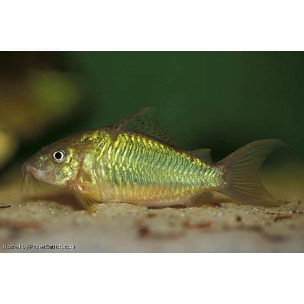 Brochis splendens.