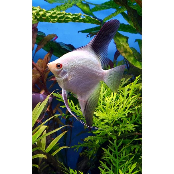 Pterophyllum scalare. Bulgarian sealpoint