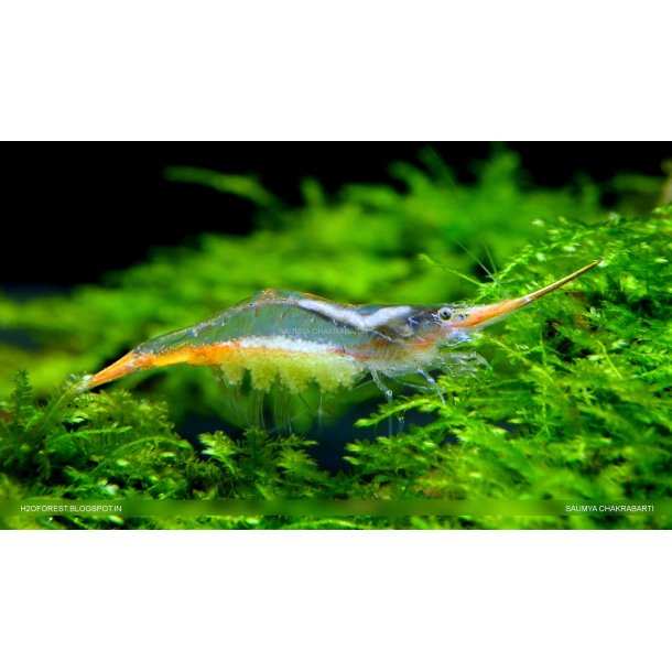 Caridina gracilirostris pinocchio reje