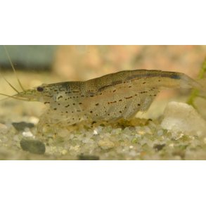 Caridina multidentata - Amano reje XL