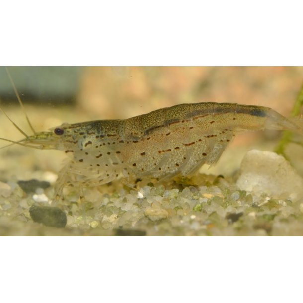 Caridina multidentata - Amano reje XL