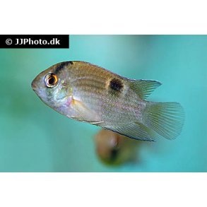 Cleithracara maronii. Nglehul cichlide