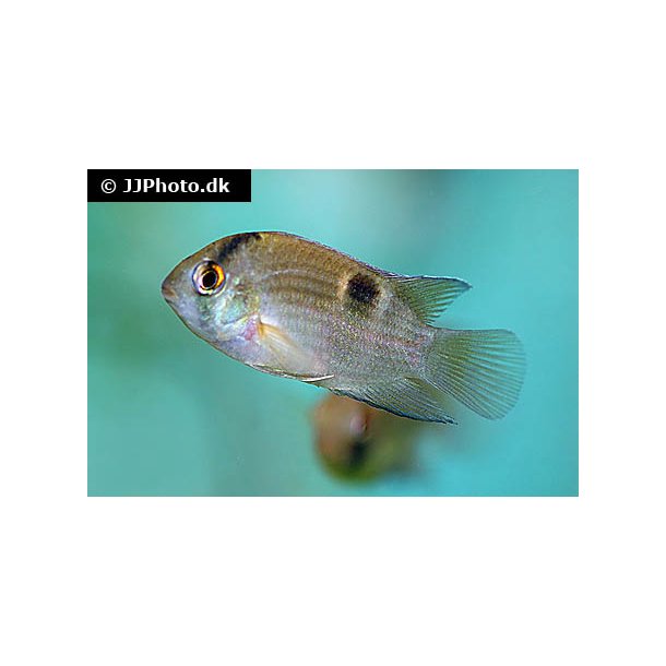 Cleithracara maronii. Nglehul cichlide