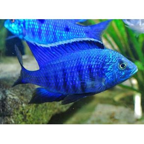 Copadichromis sp. azureus. Parpris
