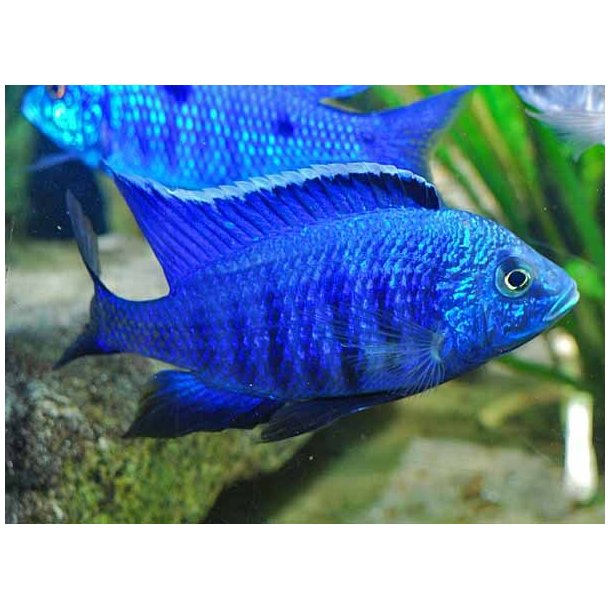Copadichromis sp. azureus. Parpris