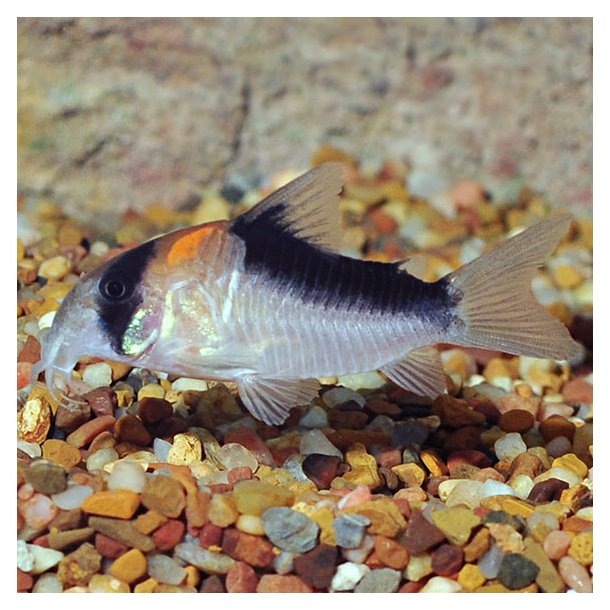 Corydoras adolfoi