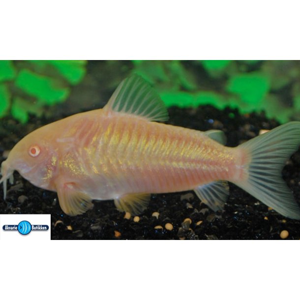 Corydoras aeneus Albino Kobber pansermalle