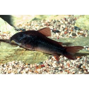 Corydoras aeneus Black Venezuela.