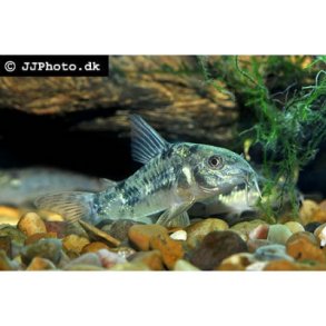 Corydoras paleatus