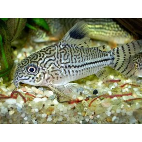 Corydoras trilineatus