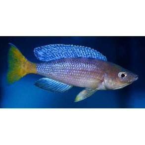 Cyprichromis leptosoma Mpulungu
