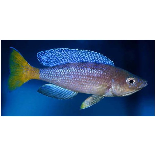 Cyprichromis leptosoma Mpulungu