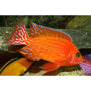 Firefish Parpris