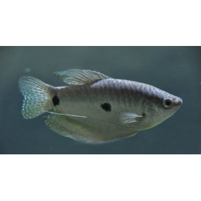 Trichopodus trichopterus - To plettet bl gurami