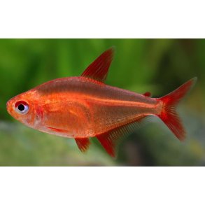 Hyphessobrycon sp. Muzel