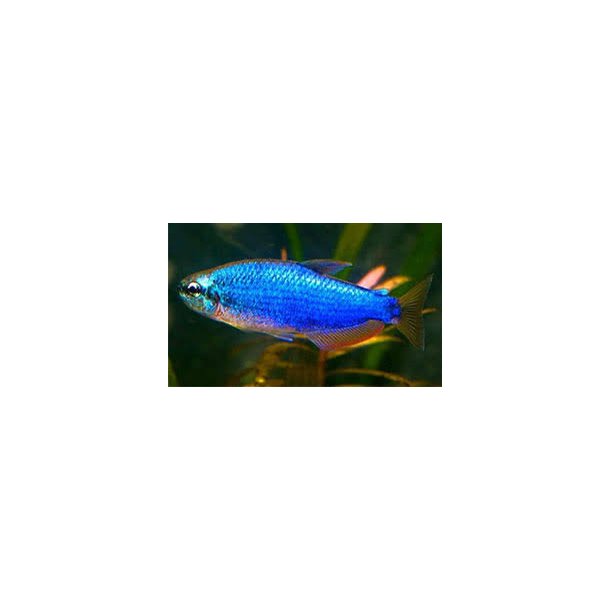 Inpaichthys kerri super bl